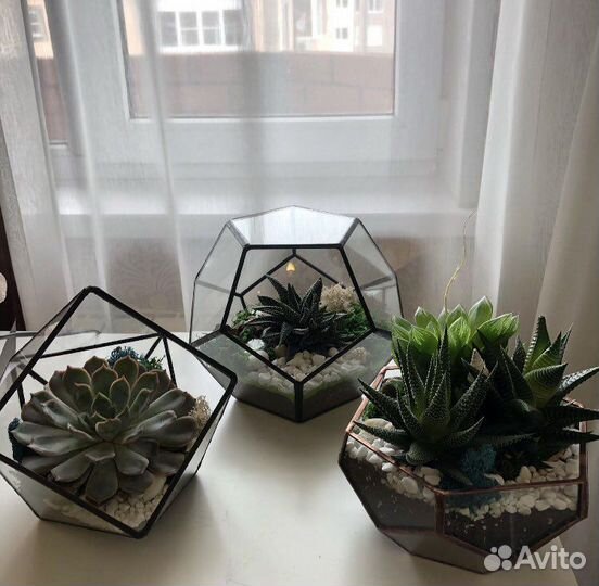 Флорариум. Подарок. Цветы живые. Суккуленты