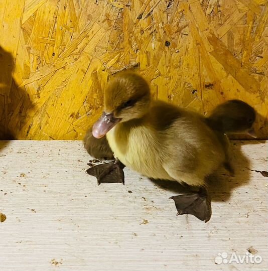 Мускусные утки тяжелые линии