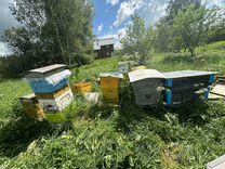 Пчёлы Бакфаст