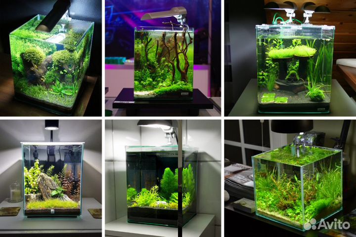 Оформление аквариума с растениями