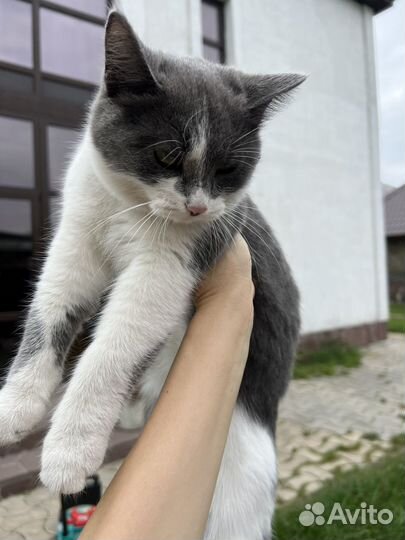 Котёнок 5 месяцев