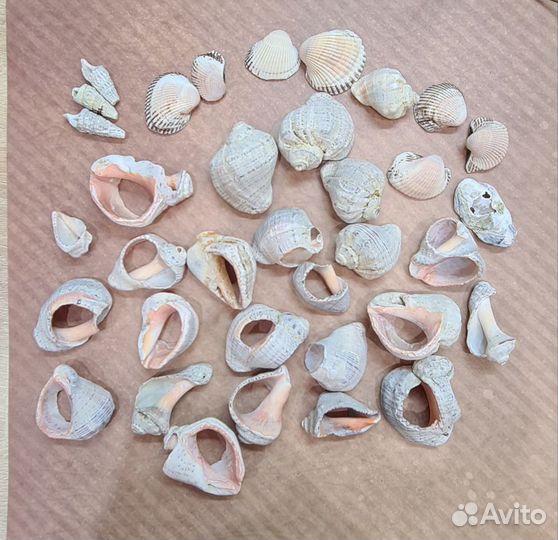 Рапаны ракушки морские