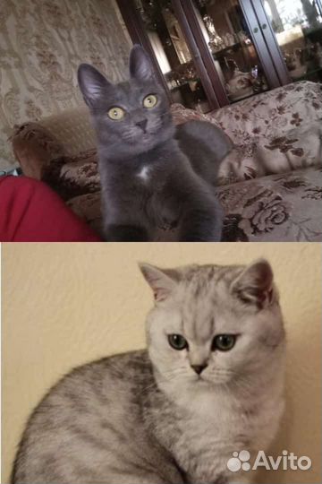 Отдам в добрые руки котят