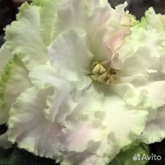 Фиалка рс-Мавка