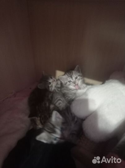 Британские котята