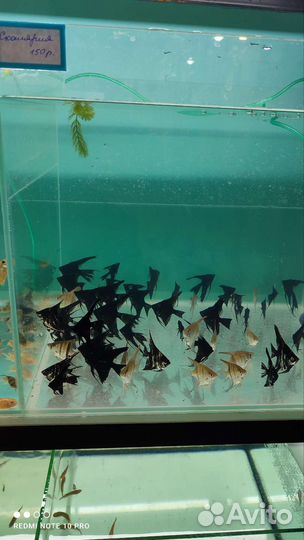 Аквариумные рыбки