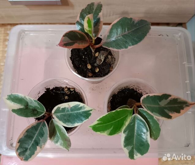 Фикусы Эластика,Тинеке, Белиз цветы комнатные