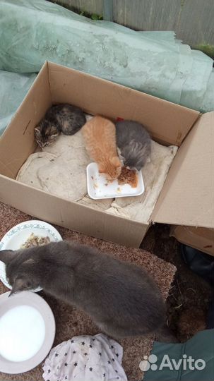 Котята в добрые руки
