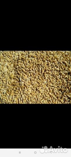 Комбикорм для кур