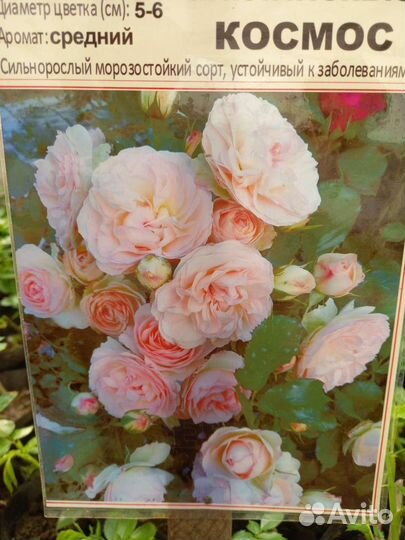 Саженцы роз многолетние морозостойкие