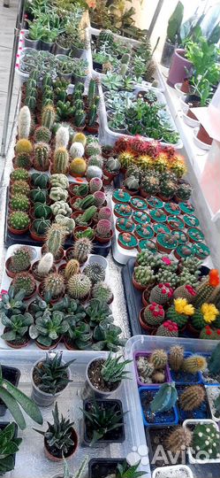 Кактусы и суккуленты