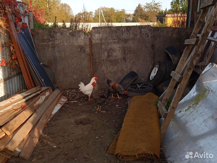 Молодые петухи