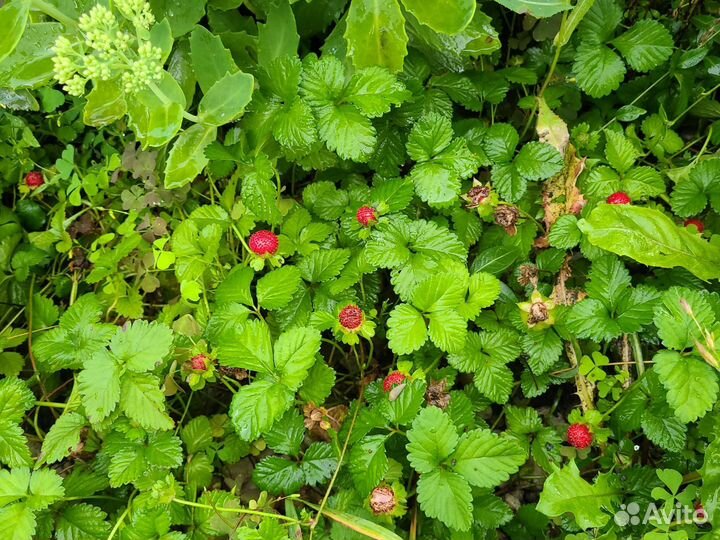 Индийская земляника дюшенея