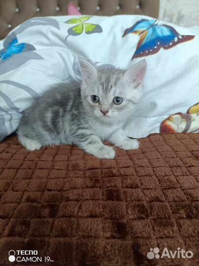 Шотландские котята