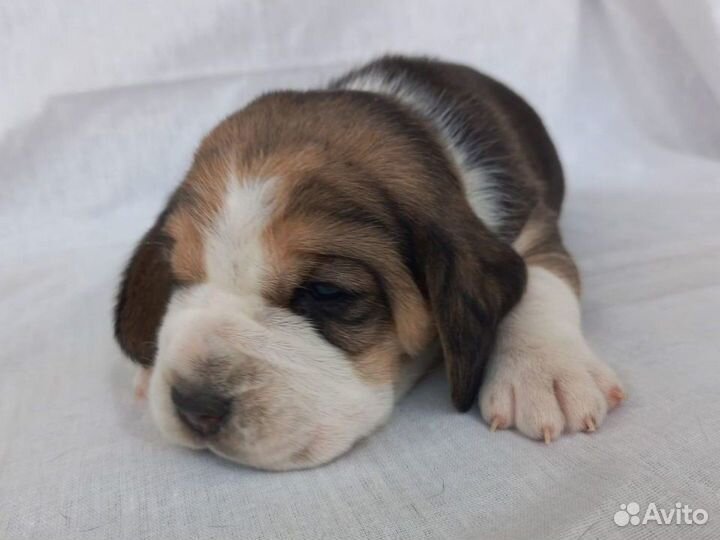 Щенки бигля