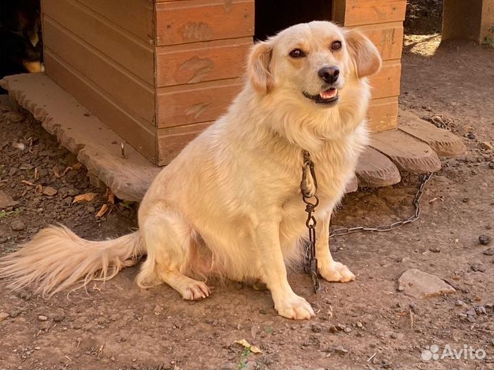 Звоночек в добрые руки