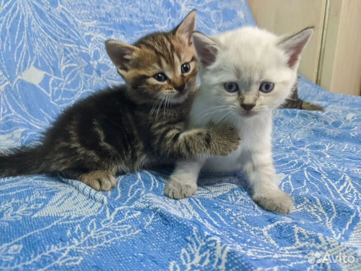 Британские котята