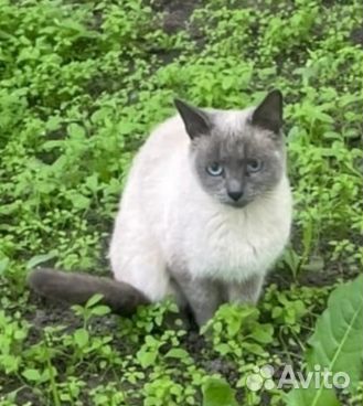 Голубоглазая красавица ищет дом