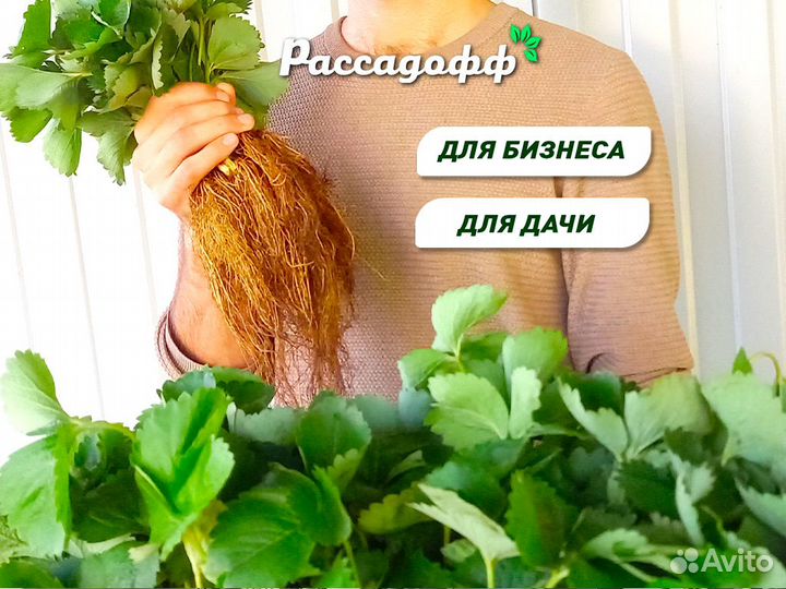 Рассада клубники фриго