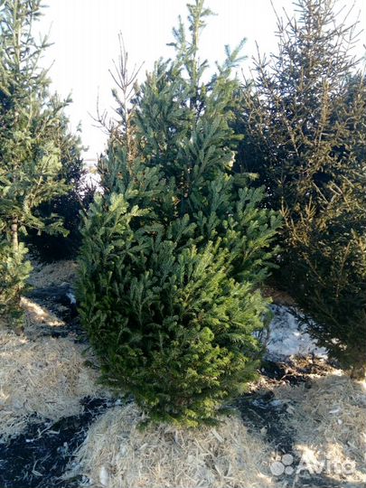 Пихта сибирская крупномеры