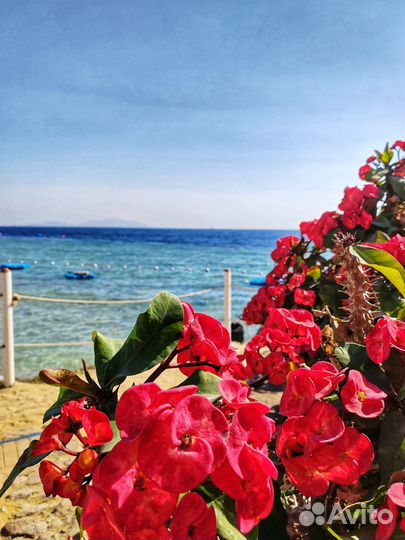 Солнечный Шарм-эль-Шейх из Самары