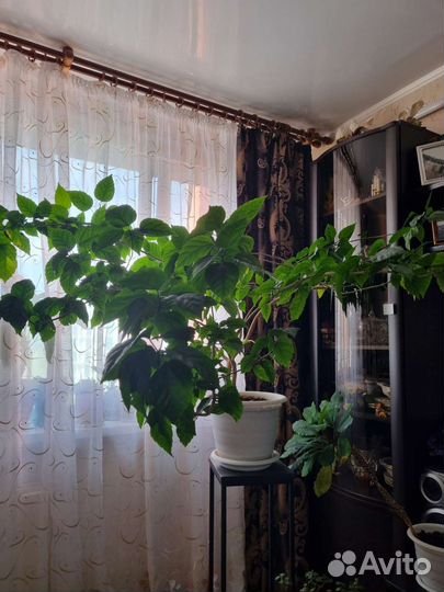 Гибискус китайская роза