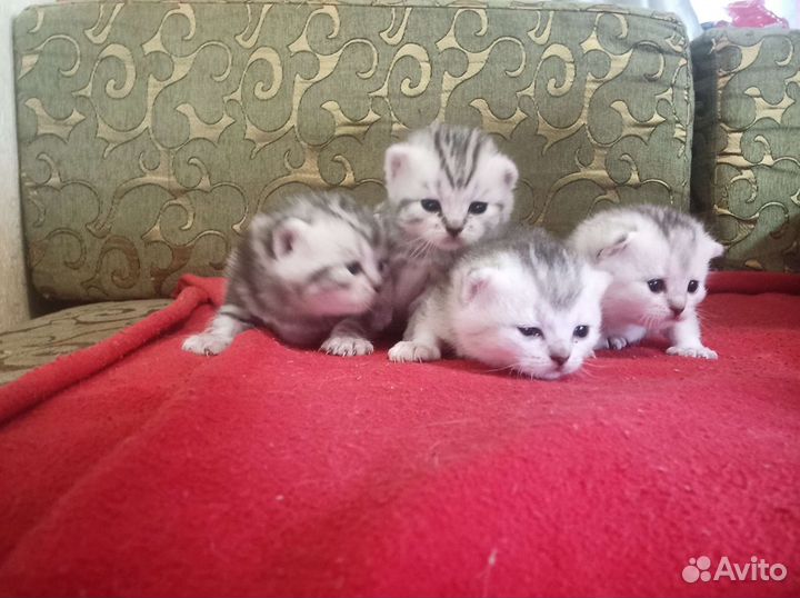 Шотландские котята