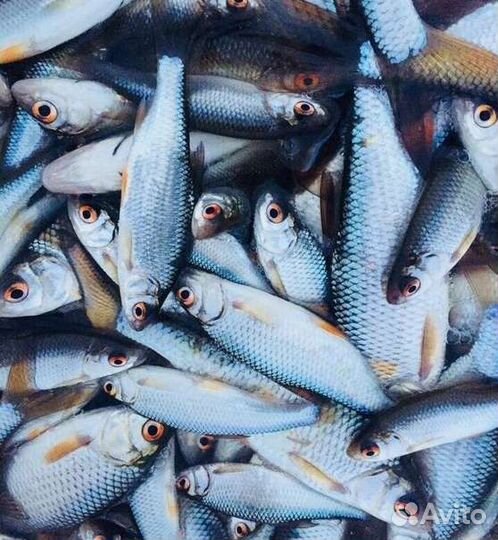 Живец любого размера