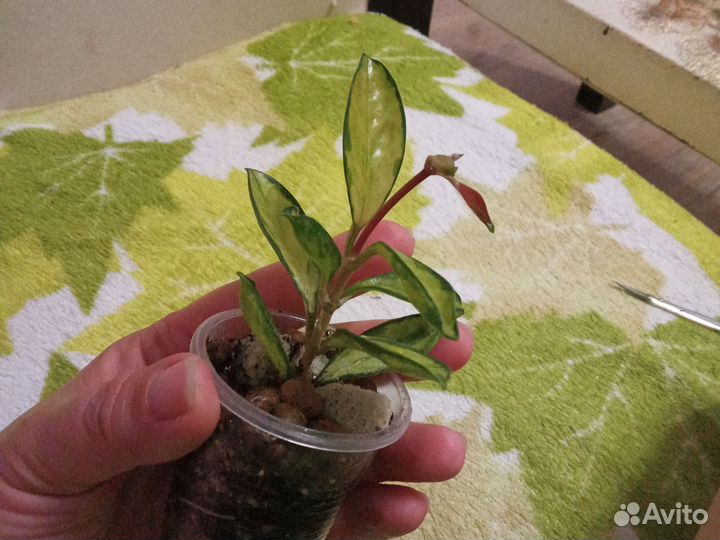 Хойя аустралис лиза