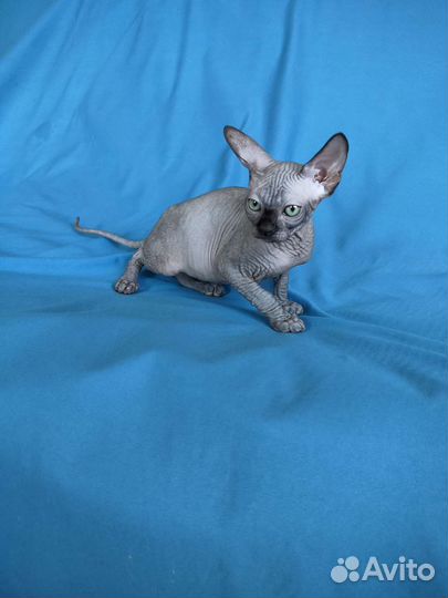 Очаровательные канадские сфинксята из питомника