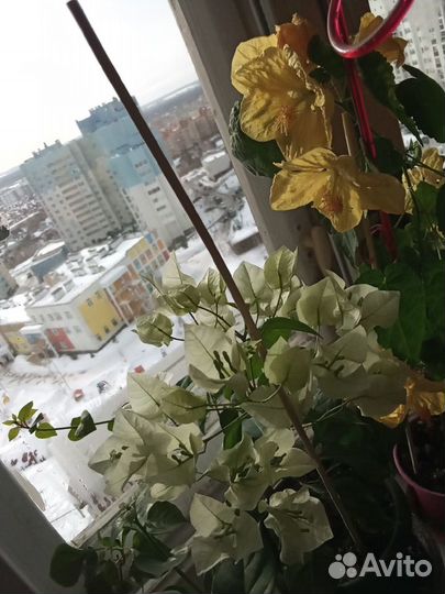 Черенки нарежу разных сортов бугенвиллий