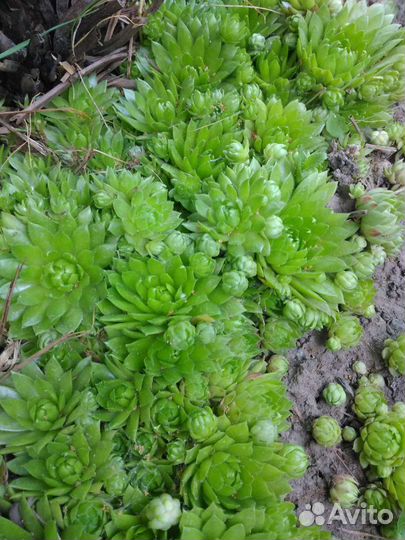 Каменная роза(суккуленты)