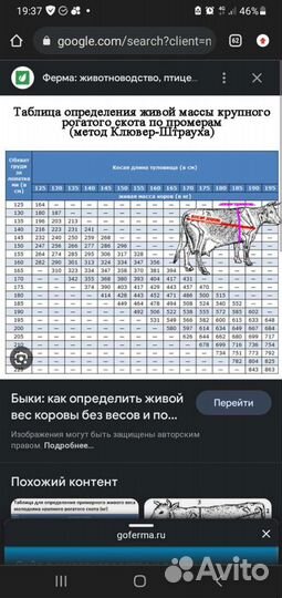 Домашние животные