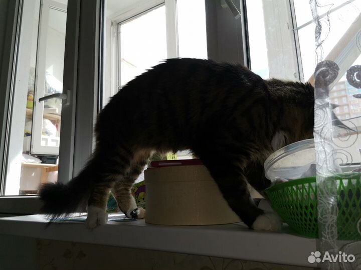 Мэйн-кун вязка