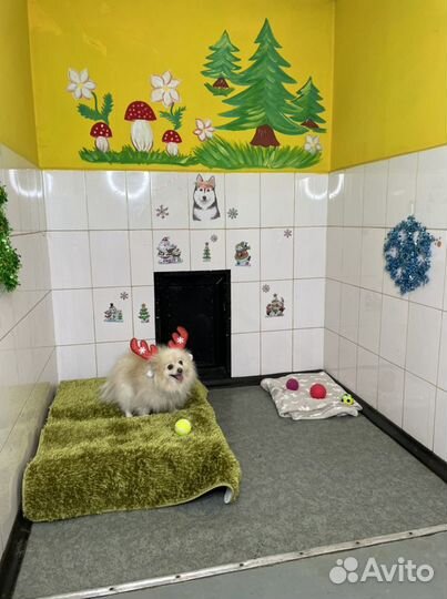 Передержка собак и кошек