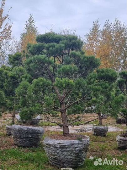 Бонсай сосна