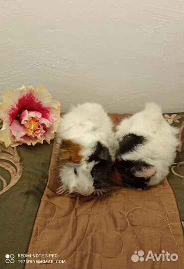 Морская свинка(мальчик)