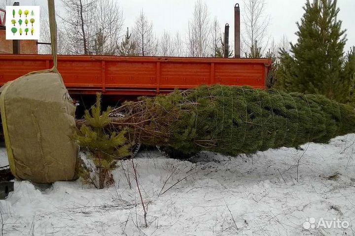 Саженцы ели опт с гарантией