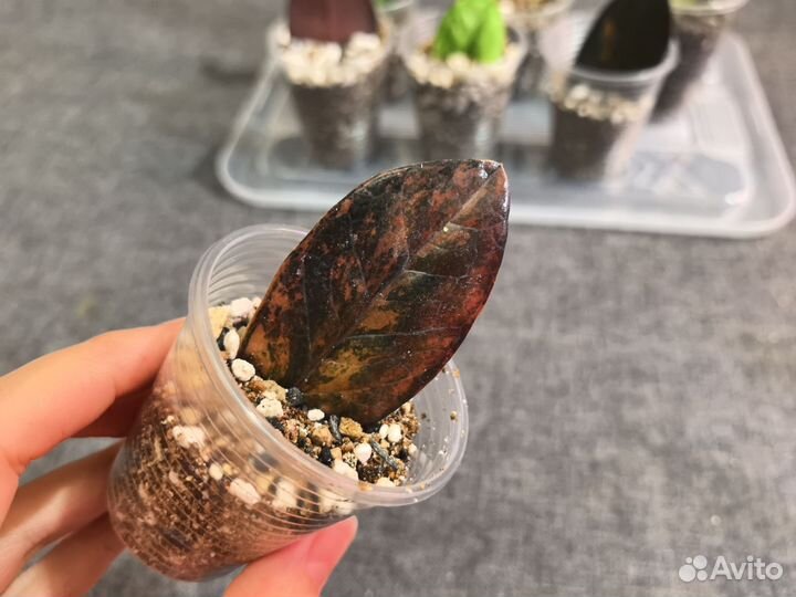 Замиокулькас вариегатный супер набор