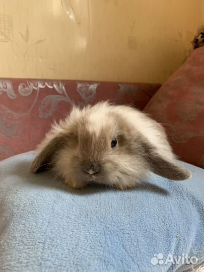 Кролик декоративный вислоухий