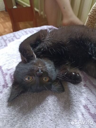 Котëнок девочка