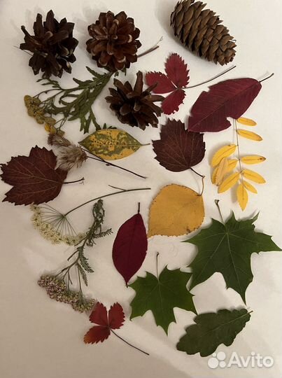 Засушенные листочки для гербария