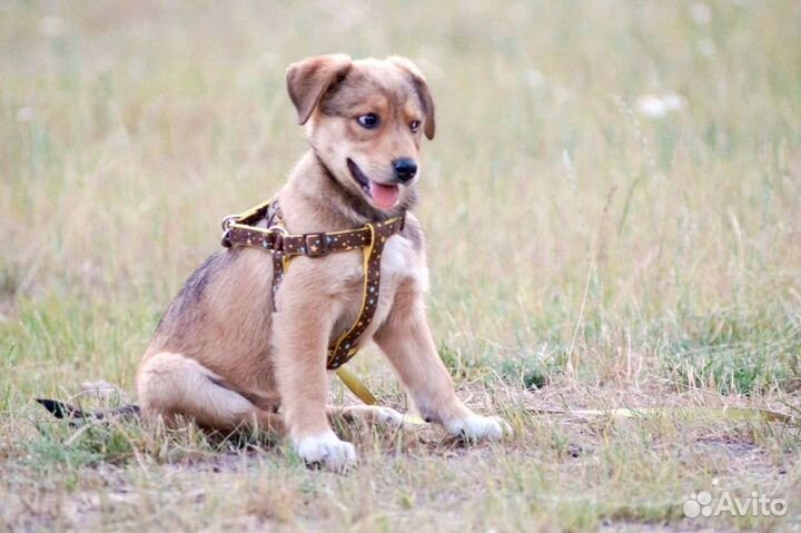 Малышка Альма мечтает о доме