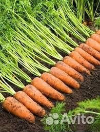 Морковь свежая