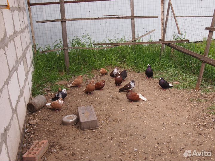 Продаю голубей