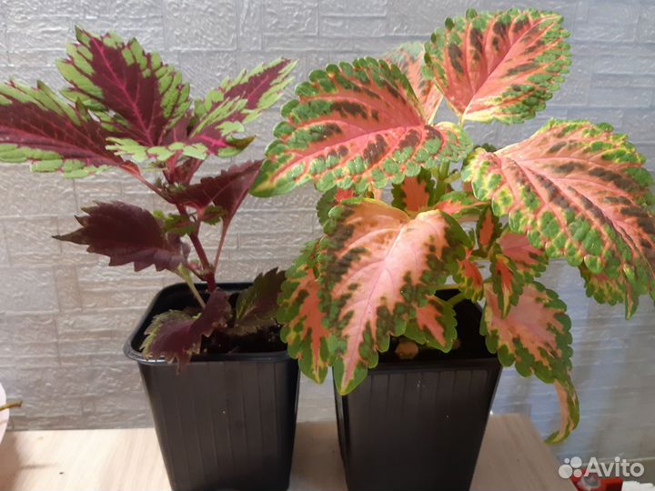 Колеусы вегетативные