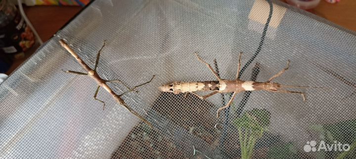 Палочник Lamponius guerini