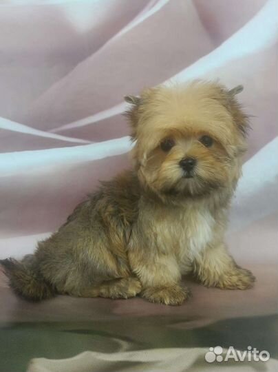 Русская салонная собака девочка