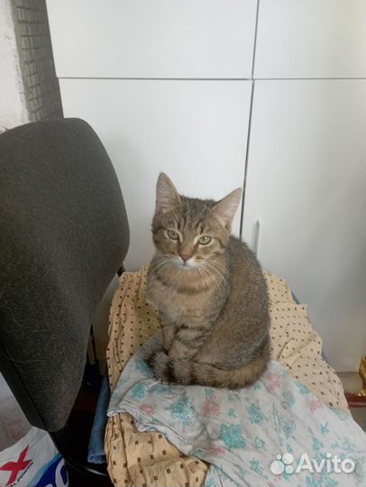 Котик в добрые руки
