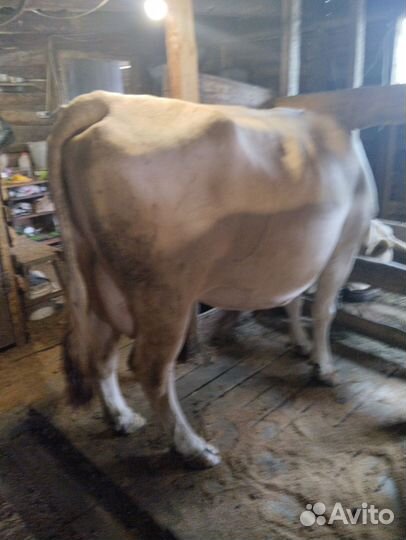 Коровы Телки